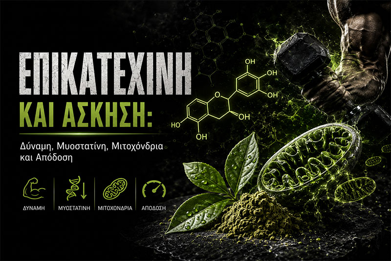 Epicatechin and Exercise: Strength, Myostatin, Mitochondria and Performance