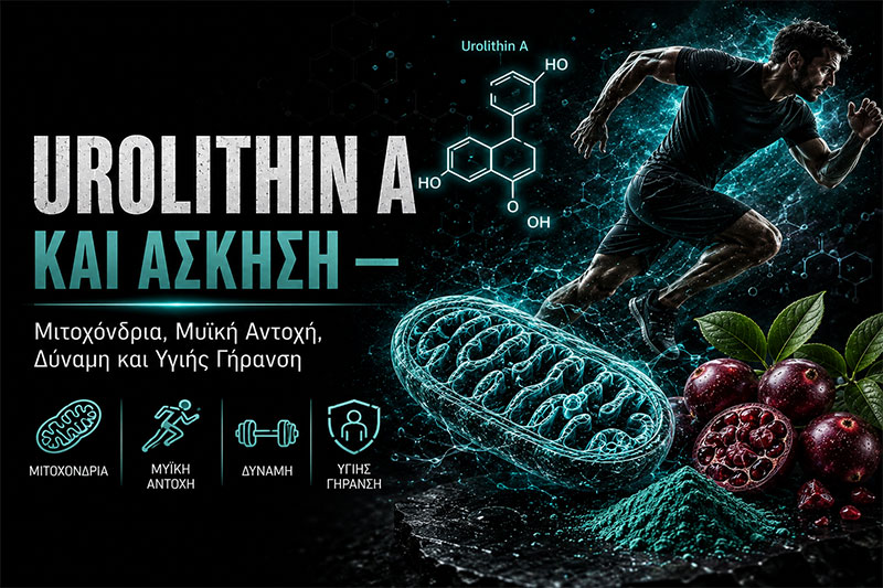 Urolithin A and Exercise: Mitochondria, Endurance, Strength and Recovery