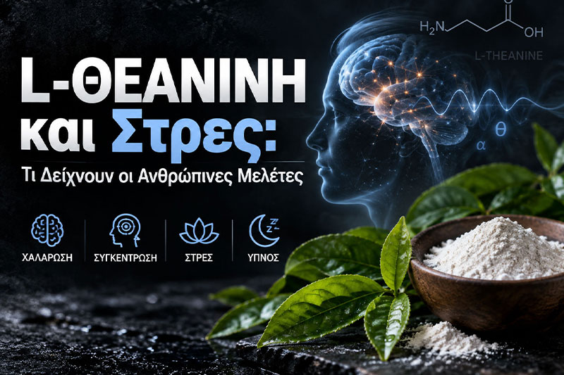 L-Θεανίνη και Στρες: Τι Δείχνουν οι Ανθρώπινες Μελέτες