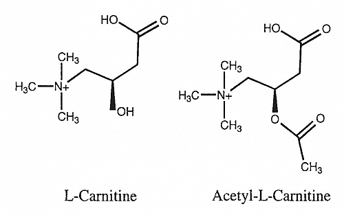 L-καρνιτίνη | Ότι χρειάζεται να ξέρεις!