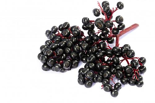 Πολυβιταμινες: Σαμπούκος (Elderberry)