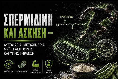 Σπερμιδίνη και Άσκηση: Αυτοφαγία, Μύες και Γήρανση